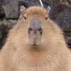 CapybaraStateOfMind