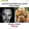 sebastián pitbull 300%
