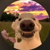 Best account on TikTok
