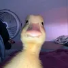 konto_od_roblox0