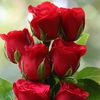 ziyaulhak87gmail