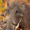 warthogmp