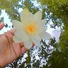 arfa.islam071