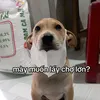 mychmlcan