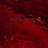 redthoughts.758