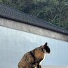 reiququ_0218