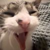 dizzysayshai