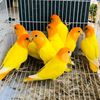ilove.enimals