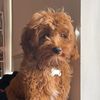 cleothecavapoo_