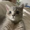 chalamisacat