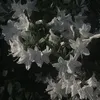lerysika.9129