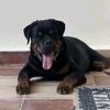 ghost_the_rottie