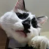 mycatspurin