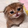 hatrss2