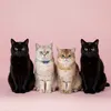 catsofeda