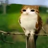kat0shiii