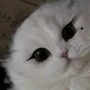 ze_sa68