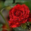 safia.bgh