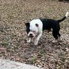 kanethewonderdog