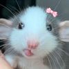 shibal._.hehe