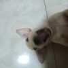 ronpechuchu
