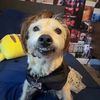 dawglover60