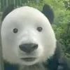 zeatogsz