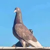 adbr__y7
