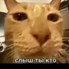 holodogee