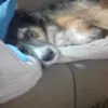doshuevo