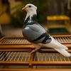 BC BIRD FARM