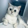 aynur1137