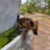 Ibala