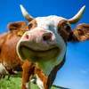 xucxichchiengion22_3