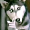 ryan.thecat1
