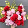 ali.xhmed