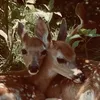 pumpkinbambi