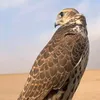 s_ali510