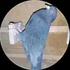 qaaw690