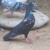 aligujjar786pendaaly