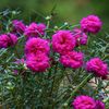 rubi.akter4018
