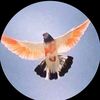 bhattishahb27