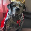 kingsnoopy0