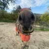 pippa_zackary_equestrian