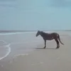 chuupasseios_hi