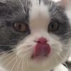 bigbillycatofficial