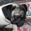 xxpugxx0