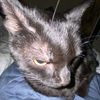 mewlogger