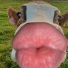 watermelon0663