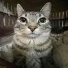 imjustacatv2